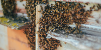 Bee Removal